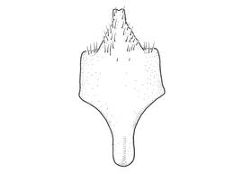   Anthidium hallinani  male, diagram showing ventral view of eighth sternum (S8), diagram from Gonzalez and Griswold 2013 
